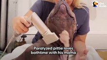Paralyzed Pittie Loves Bath Time With His Mama _ The Dodo