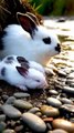 so cute and love rabbit #rabbit #cute (3)