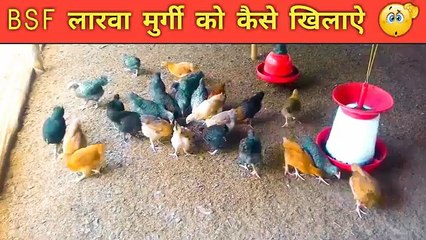 BSF लारवा मुर्गी को कैसे खिलाऐ | desi murgi palan | desi murgi farm business