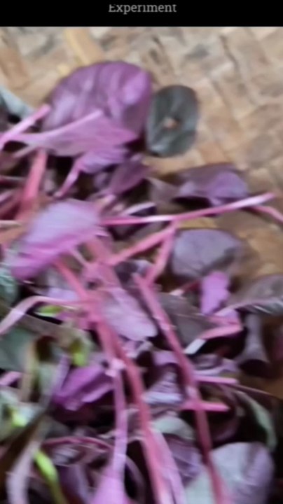The Beauty of Fresh Organic Winter Greens 🥬