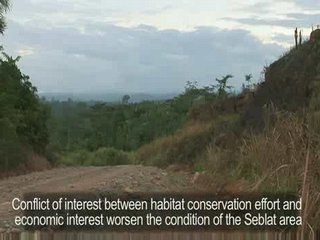 Bengkulu Elephant Under Siege