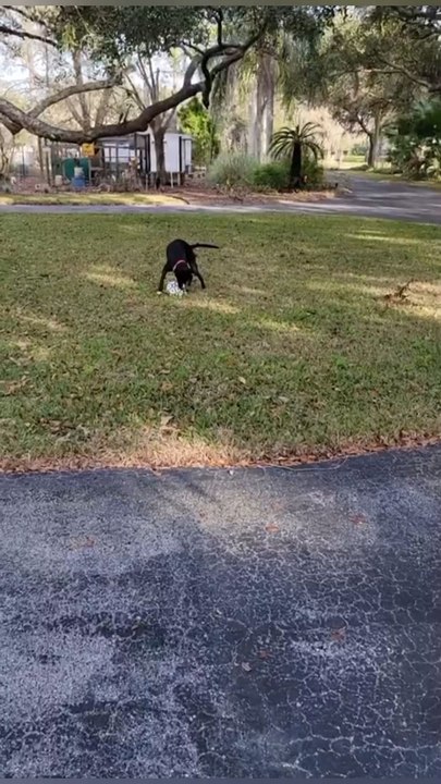 ⚽🐕 This football fights back!Chew it. Chase it. Love it.👉 Tap to get your dog’s new favorite toy