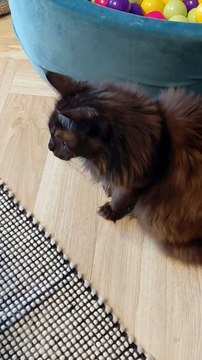 More Tired Than The Baby After Playing :) #cat #funny #cute #playing #viralcats