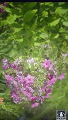 🔥 🔥 [Hot 2025] His Lost Lycan Luna #FullMovie🏆 ReelForge💥 💥