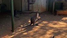 Australian kangaroo 🦘