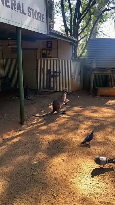Australian kangaroo 🦘