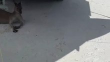 Australian kangaroo