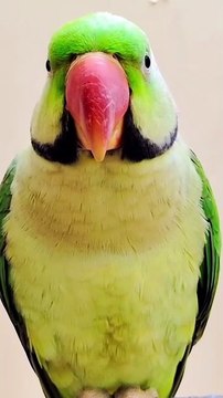 Talking Parrot l Parrot sound l Parrot Talking #parrot #parrots #parrotsound #birds #birdlover
