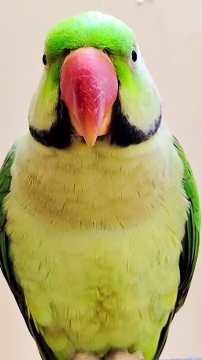 Talking Parrot l Parrot sound l Parrot Talking #parrot #parrots #parrotsound #birds #birdlover