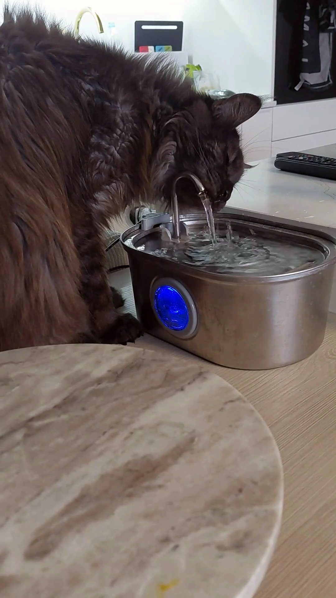 Cat Drinking Water #cat #drink