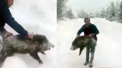 Yaban domuzunu yakaladı, sevdikten sonra tekrar bıraktı