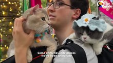 These Adorable Cats Love Traveling The World With Their Family _ The Dodo