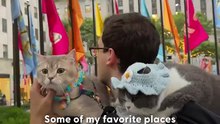 These Adorable Cats Love Traveling The World With Their Family _ The Dodo