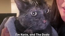 Kitten Is Obsessed With Shower Time _ The Dodo