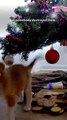 Foster Puppy Gets Caught On Camera Destroying Santa s Cookies _ The Dodo