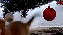 Foster Puppy Gets Caught On Camera Destroying Santa s Cookies _ The Dodo