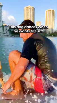 Dog Loves To Do All Sorts Of Ocean Sports With Dad _ The Dodo