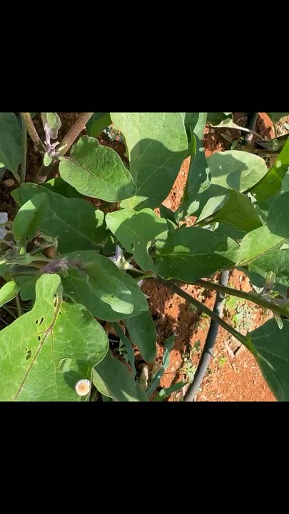 Flowers of eggplant