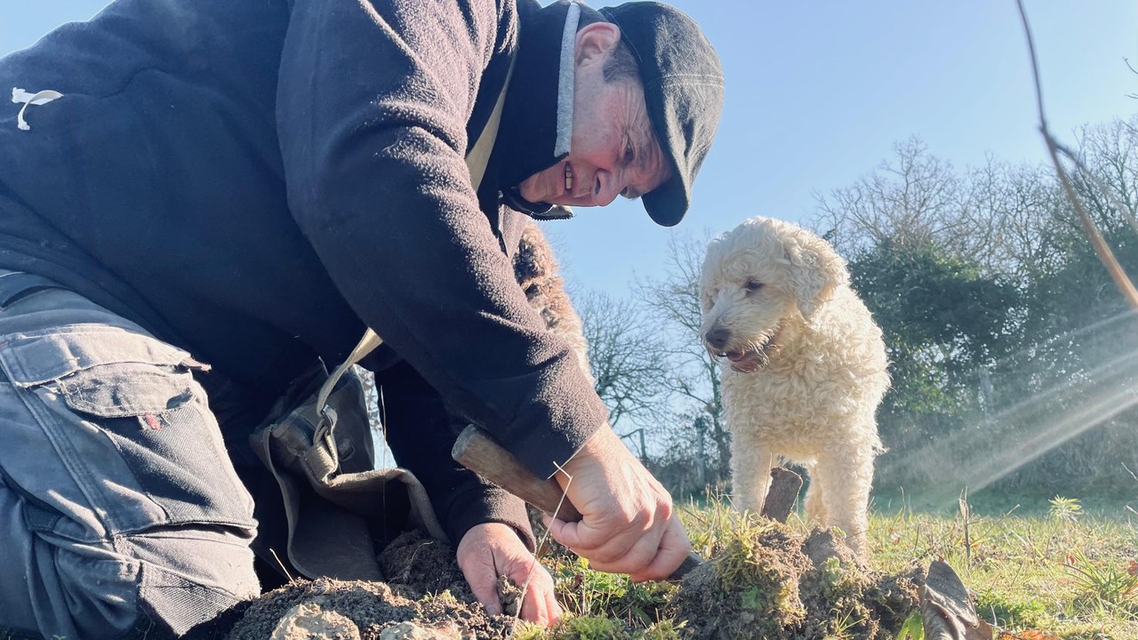 Les Lagotto Romagnolo, chiens stars pour rechercher les truffes