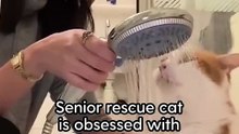 This Senior Rescue Cat Is Obsessed With Shower Time _ The Dodo