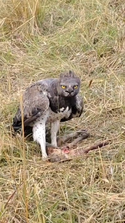 A martial eagle with a spotted hyena cub kill 🔥