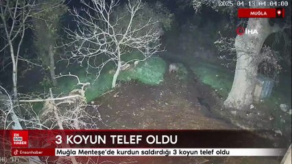 Muğla Menteşe'de kurdun saldırdığı 3 koyun telef oldu
