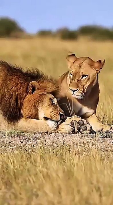 While_the_two_lions_are_sleeping,_why_does_the_lioness_suddenly_get_angry__🦁💤😤❓_#lion_#sleep_#danger(360p)