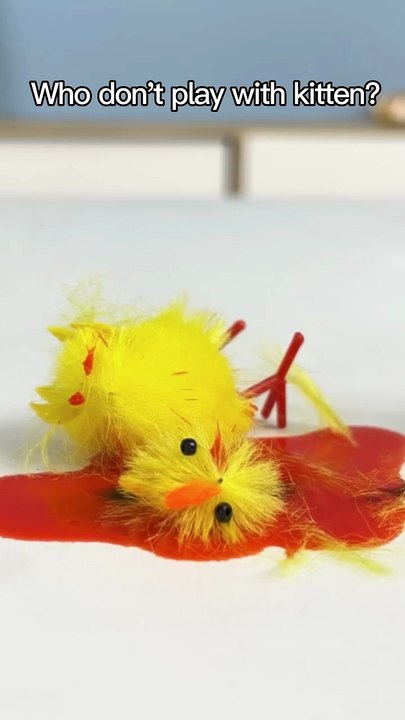 Who s The Most Different Of The Chicks_   oscarfunnyworld  funnycat  shorts