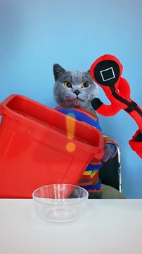 No Waste Oscar Should Always Be Like This _ Don t Waste Food funnycat catsoftiktok shorts