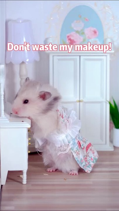 Look To The End And You Will Smile      _ Don  t Waste Makeup   funnycat  catsoftiktok   shorts
