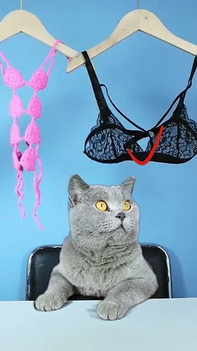 Let s Guess The Ending Of  MAID CAT     _ Funny Cat TikTok Challenge   funnycat  catsoftiktok   shorts