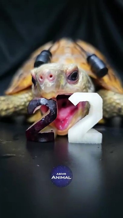 ASMR Mukbang Eating Black White 22      Turtle Tortoise
