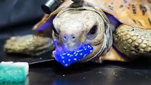 ASMR Mukbang Eating Cyan Blue 21      Turtle Tortoise