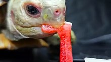 ASMR Mukbang Eating Red White 19  ️   Turtle Tortoise