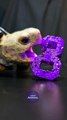 ASMR Mukbang Eating Purple 8    Turtle Tortoise