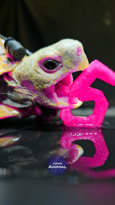 ASMR Mukbang Eating Pink 5    Turtle Tortoise