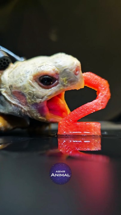 ASMR Mukbang Eating Red 2 2️  Turtle Tortoise