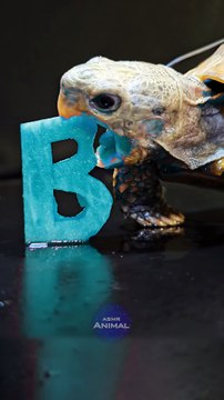 ASMR Mukbang Eating Cyan Food Turtle Tortoise
