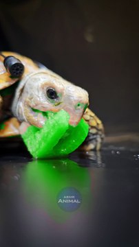 ASMR Mukbang Eating Delicious Food Turtle Tortoise