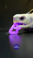 ASMR Mukbang Eating Purple Food    Turtle Tortoise