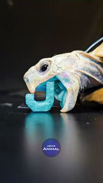 ASMR Mukbang Eating Juicy Food Turtle Tortoise