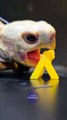 ASMR Mukbang Eating Yellow Food    Turtle Tortoise