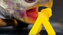 ASMR Mukbang Eating Yellow Food    Turtle Tortoise