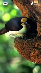 Sepasang burung jantan dan betina bahu membahu membangun sarang dari tanah liat—hasil kerja keras mereka menjadi tempat lahir kehidupan baru. Saat anaknya menetas, cacing pun dibawa sebagai santapan pertama