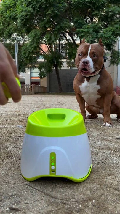 This toy throws.Your dog runs.You relax. 😎🐶👉 Buy now – instant fun!