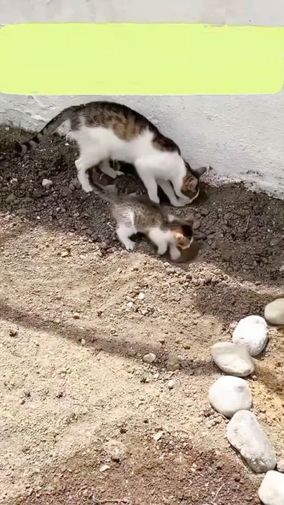 cat and mom