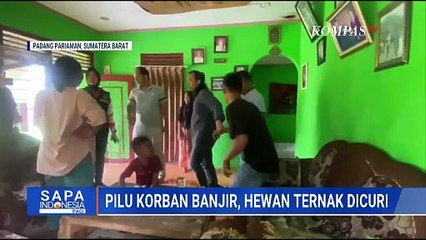 Tak Berempati, 2 Pria Curi Kerbau Milik Korban Banjir di Padang Pariaman | SAPA PAGI