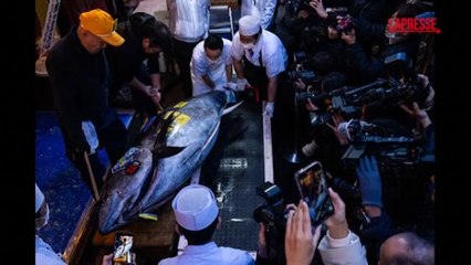 Tonno rosso Oma da record: 243 chili di peso, venduto all'asta per 3,2 milioni di dollari