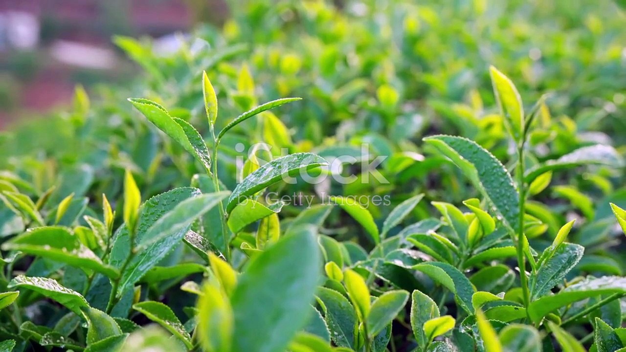 Nutrivea Kapseln Test 2023: Erfahrungen, Vorteile & Nebenwirkungen – Alles was du wissen musst!