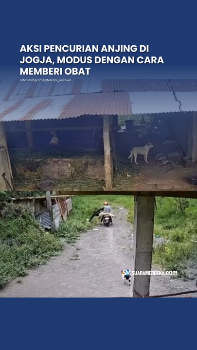 Aksi Pencurian Anjing di Jogja, Modus dengan Cara Memberi Obat